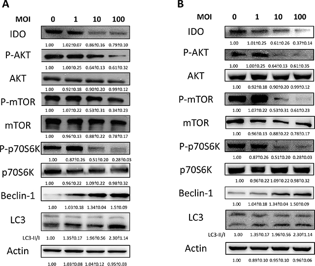 Salmonella (S.C.) regulated IDO through the inhibition of an autophagy signaling pathway.
