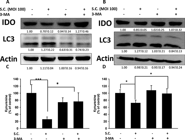 Autophagy inhibitor (3-MA) inhibited the Salmonella (S.C.)-induced decrease of IDO.