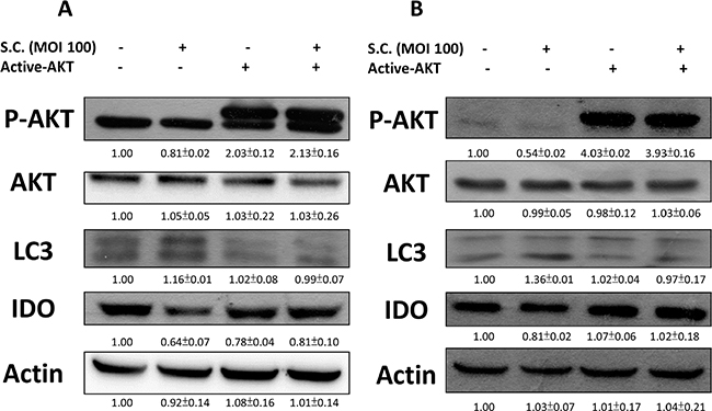 Constitutively active-AKT reduced Salmonella (S.C.)-induced decrease of IDO.