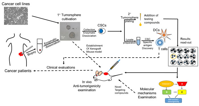 Suggested screening flowchart in the discovery of anti-CSC agents with tumorsphere assay.