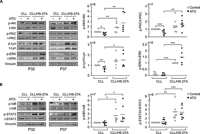 Stromal cells activate several protein kinases and transcription factors in CLL cells exposed to ATO.