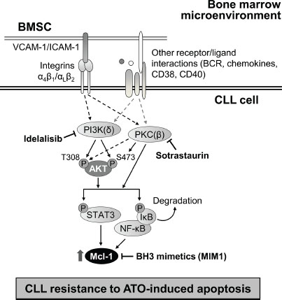 Schematic representation of the identified mechanism of stroma-induced resistance of CLL cells to ATO.