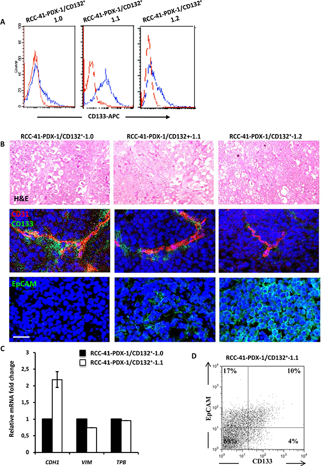 Tumorigenic potential of human renal RCC-41-PDX-1/CD132+ in SCID mice.