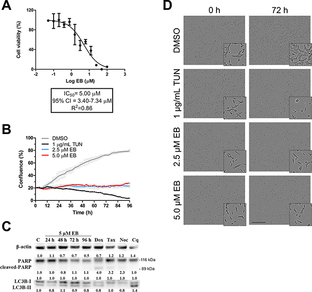 EB arrested growth of LNCaP cells.