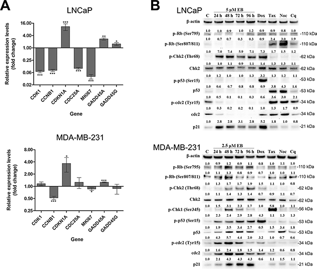 EB affected critical regulators of the G2/M DNA damage checkpoint and cell cycle.