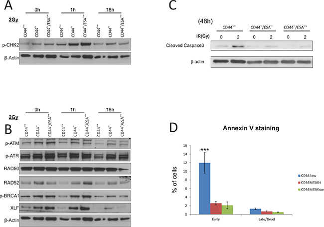 CSC show preferential activation of DNA damage and repair associated proteins.