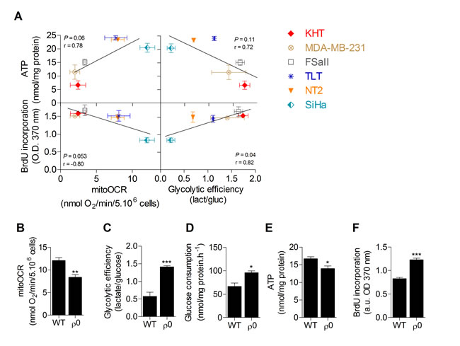 Glycolytic efficiency is positively linked to proliferation but not to ATP levels in cancer cells.