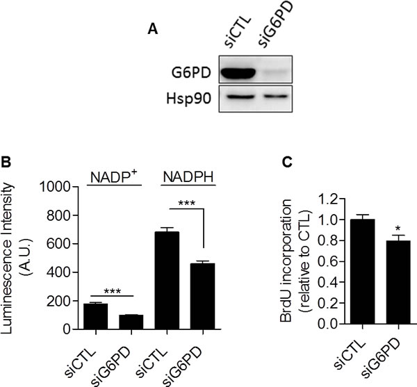 Glucose-6-phosphate dehydrogenase inhibition with siRNA reduces proliferation of glycolytic cancer cells.