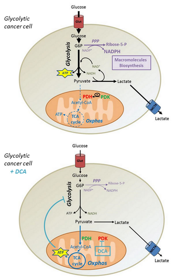 Mechanism by which DCA controls proliferation of glycolytic cancer cells.