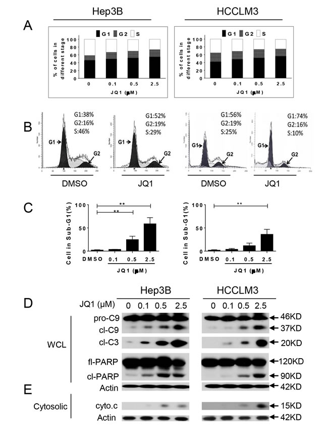 JQ1 arrests cell cycle in the G1 phase and induces apoptosis in HCC cells.