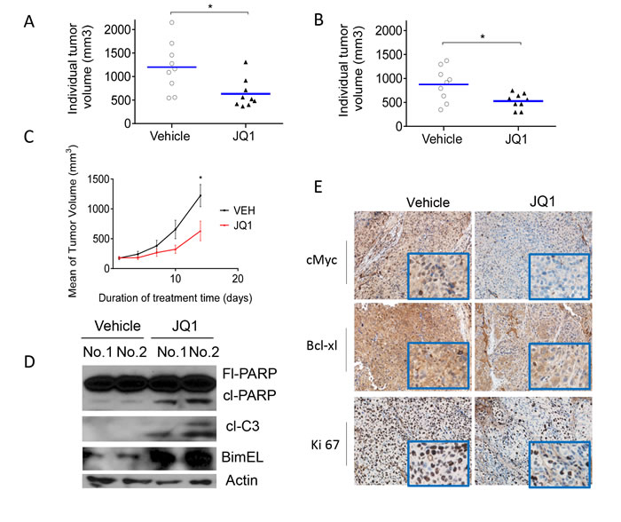 JQ1 inhibits tumor growth in subcutaneous HCC models.
