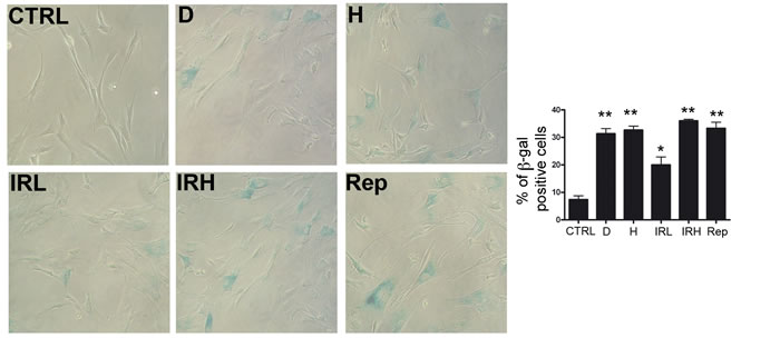 Induction of senescence in MSC cultures.