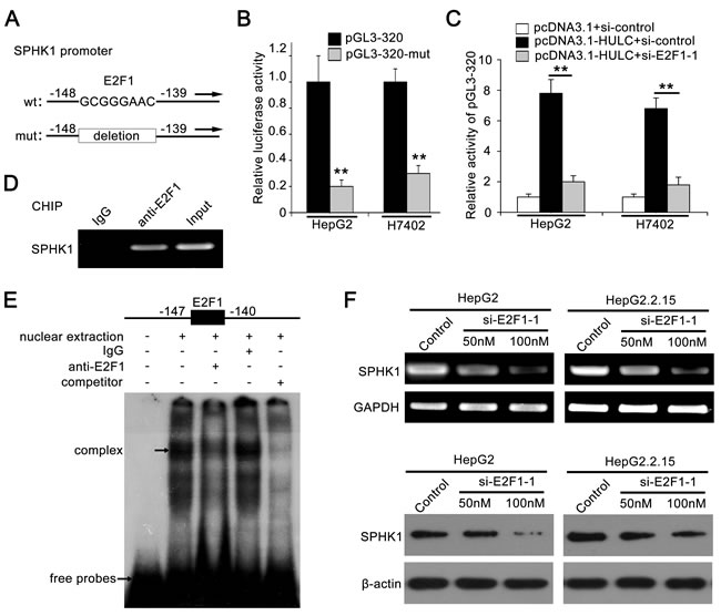 Transcription factor E2F1 activates SPHK1 promoter by binding to the promoter region.