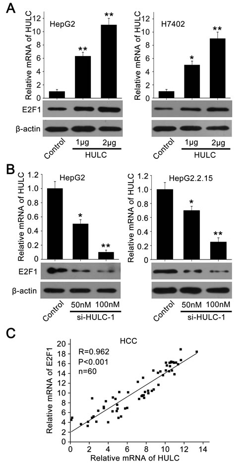 HULC is able to increase the expression of E2F1.