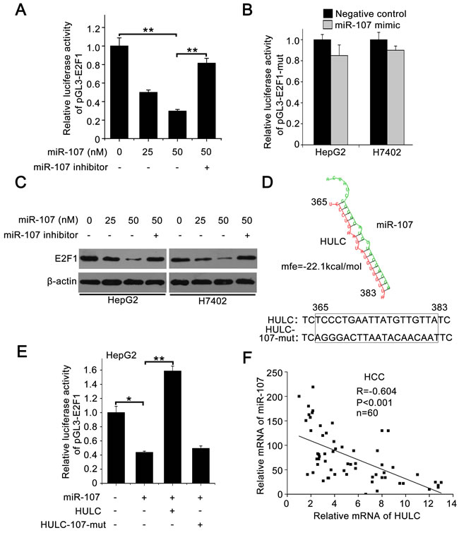 HULC increases E2F1 by sequestering miR-107.