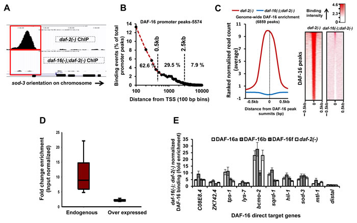 Genome-wide recruitment profile of DAF-16/FOXO.