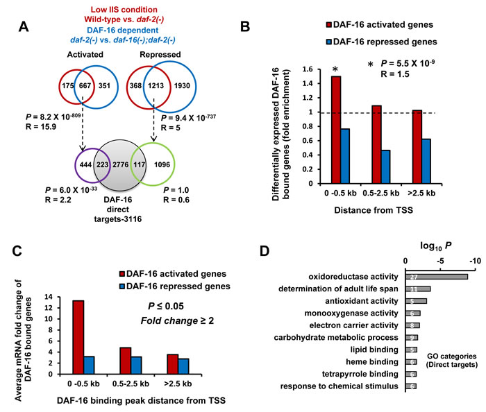 Promoter-proximal binding of DAF-16 ensures optimal transcriptional response.