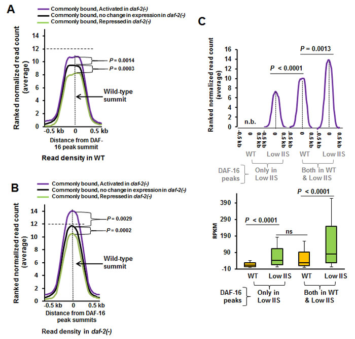 Genes that are activated under low IIS have higher DAF-16 recruitment in WT.