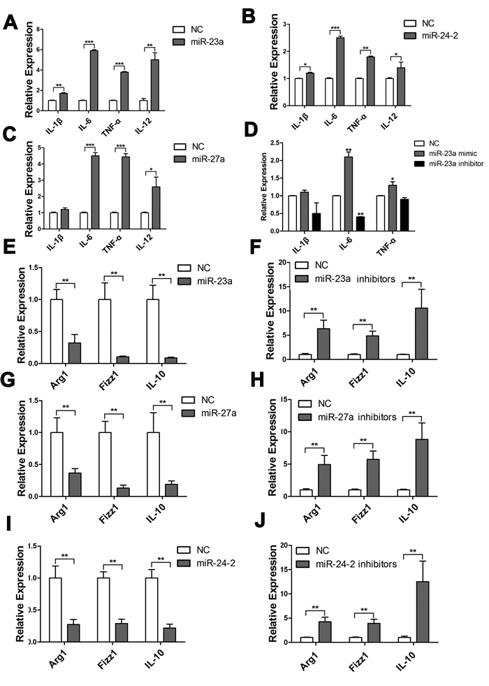 MiR-23a/27a/24-2 promoted the expression of pro-inflammatory cytokines.