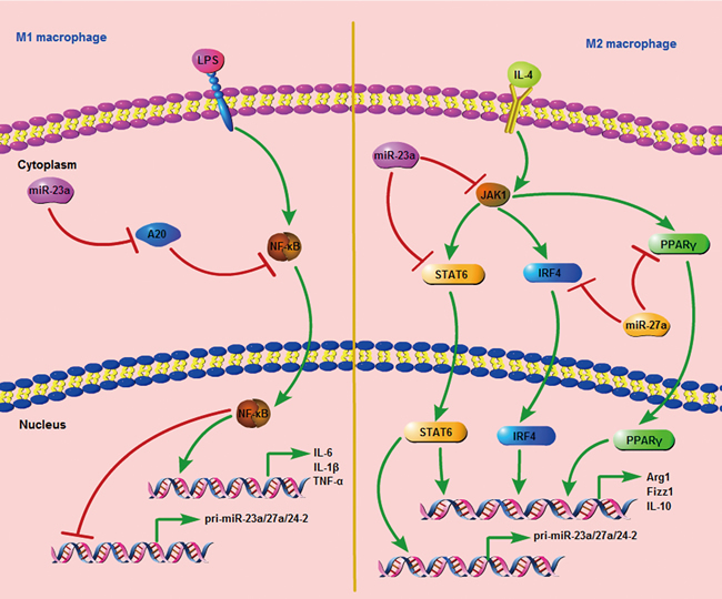 The signal pathway consists of the miR-23a cluster and important regulators during M1 and M2 polarization.