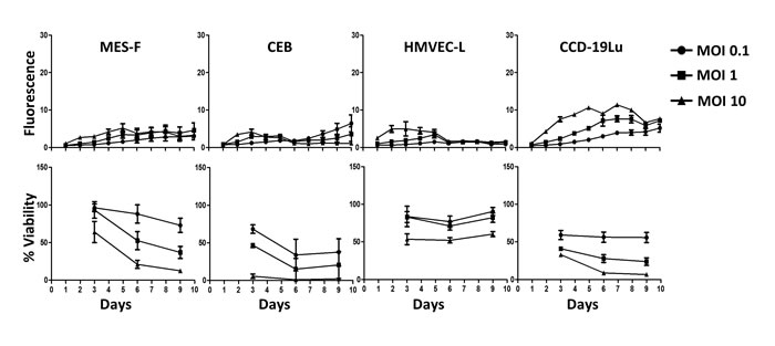 Healthy cells are not sensitive to MV replication.