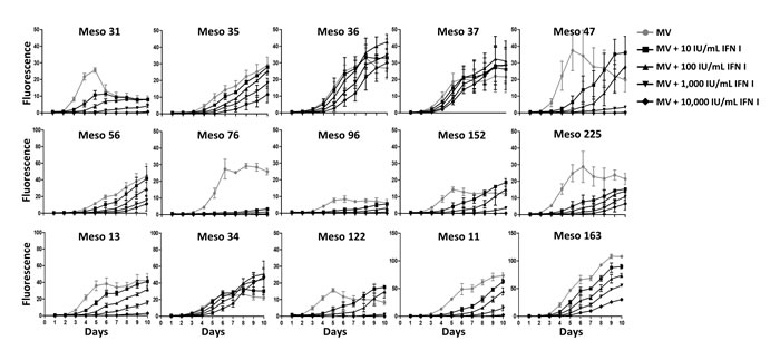 Type I IFN inhibit MV replication in the majority of MV-sensitive tumor cell lines.