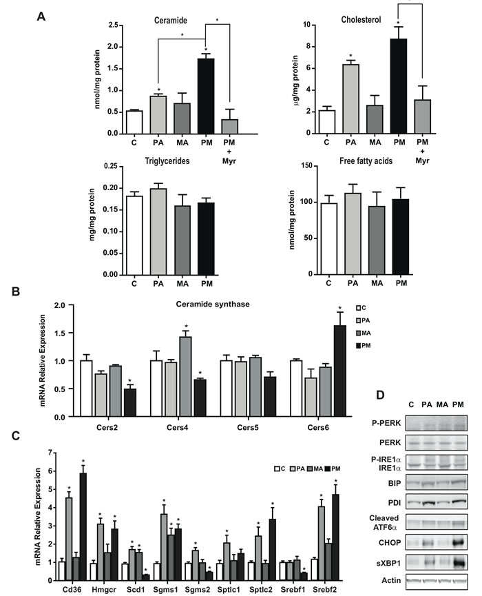 Feeding diets enriched in PA with or without MA increased hepatic ceramide and cholesterol levels and induce ER stress.