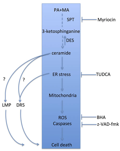 Schematic proposal of the molecular events involved in the lipotoxic effects of PA and the potentiation by MA.