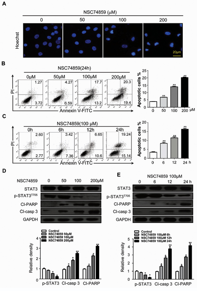 Blocking phosphorylation of STAT3 by NSC74859 induces HNSCC cell death.