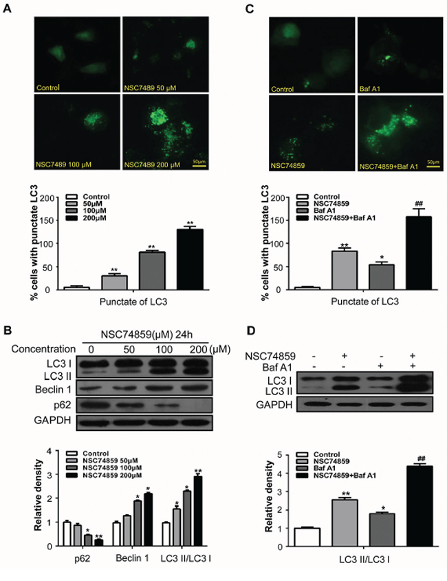 Targeting STAT3 by NSC74859 induced autophagy in HNSCC cells.