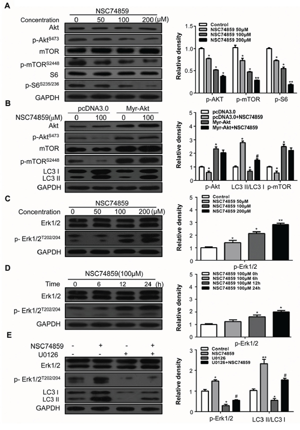 The Akt/mTOR and Erk signaling pathway are involved in NSC74859-induced autophagy in HNSCC cells.