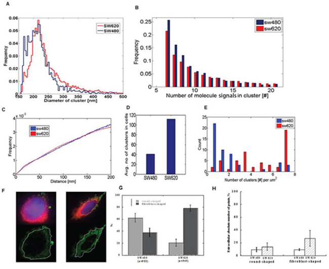 SMLM images of single cells reveal clustering of miR-31 molecules and differential extracellular distribution in low- and highly metastatic CRC cells.