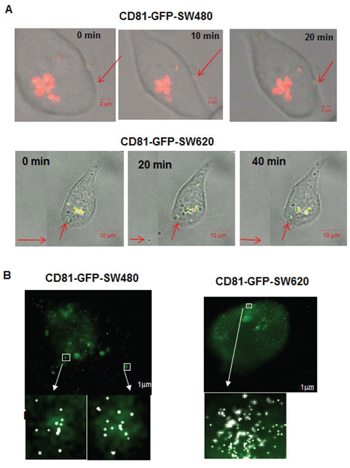 Confocal time-lapse live-cell imaging of exosome traced CD81-GFP-SW480 and CD81-GFP-SW620 cells transfected with an Alexa568-tagged miR-31 probe.