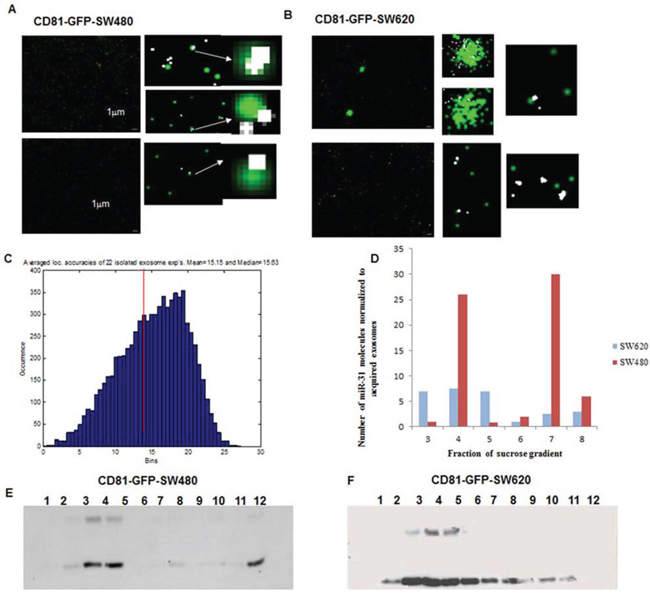 SMLM images of isolated exosomes and their co-localization with miR-31 in CD81-GFP stable -SW480 and -SW620 cells.