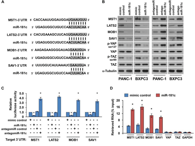 MiR-181c directly targets the core components of the Hippo signaling pathway.