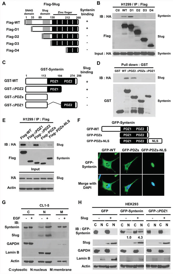 The PDZ1 domain and nucleus localization of MDA-9/Syntenin were required to interact with Slug.