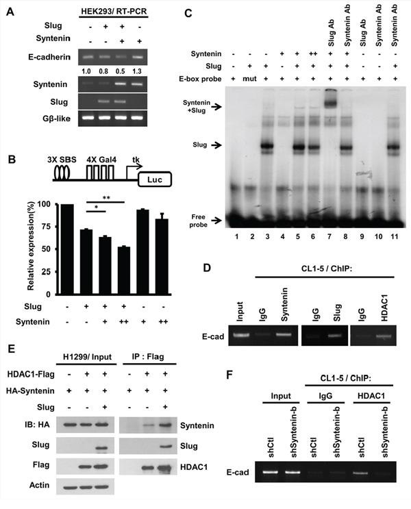 MDA-9/Syntenin facilitated Slug-dependent transcription repression by recruiting the co-repressor, HDAC1.