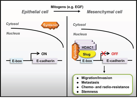 A schematic model of nuclear MDA-9/Syntenin enhances Slug-mediated cancer cell invasion through transcription co-repressor recruitment.