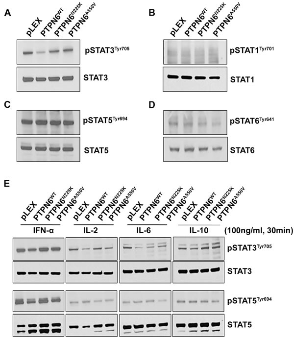 The effect of N225K and A550V PTPN6 mutations on constitutive or cytokines induced STATs phosphorylation.