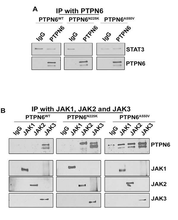 Interaction between WT and mutants PTPN6 with STAT3 or JAK kinases.