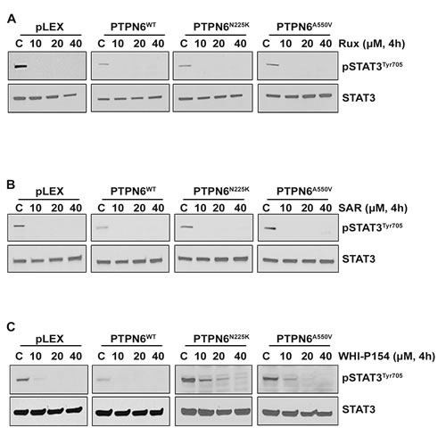 Effect of JAK kinase inhibitors on STAT3 phosphorylation in PTPN6
