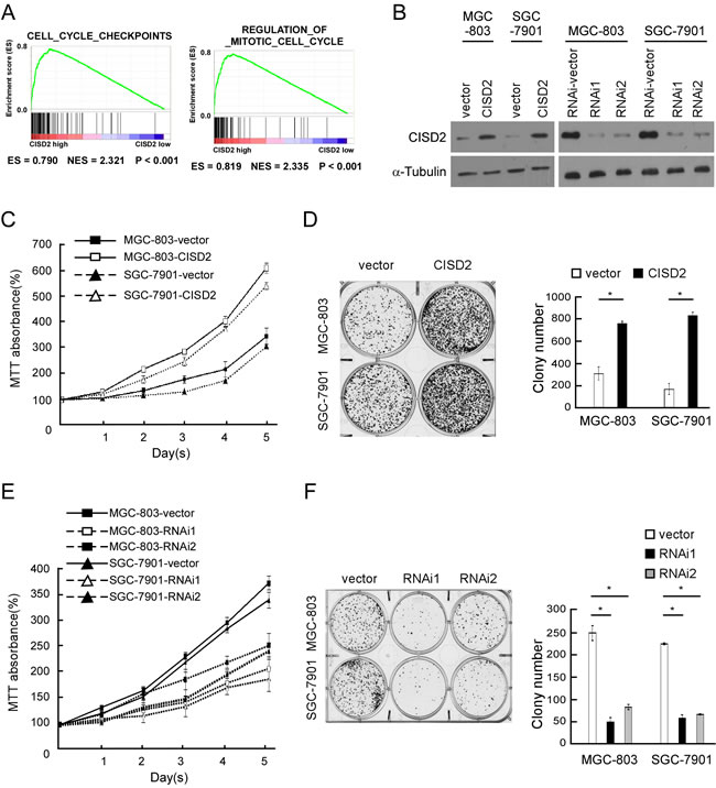 CISD2 modulates proliferation of gastric cancer cells.