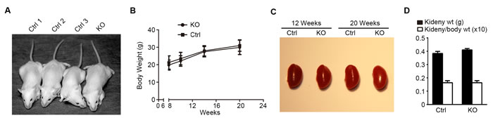 Loss of GSK3&#x3b2; in podocytes results in no noticeable difference in gross appearance of mice.