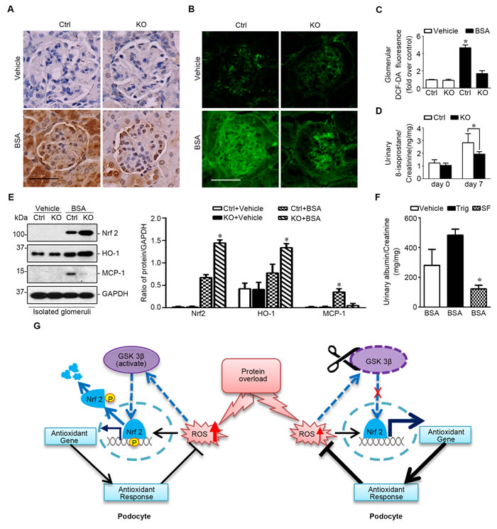 Mice with podocyte specific ablation of GSK3&#x3b2; demonstrate a reinforced Nrf2 antioxidant response in glomerulus upon protein overload.