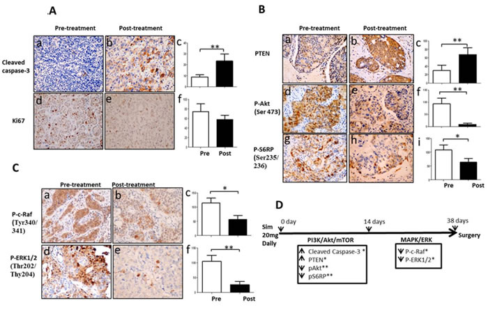 Simvastatin induced apoptosis, inhibited proliferation and deactivated PI3K/Akt/mTOR and MAPK/ERK pathways in a window-of-opportunity trial of breast cancer.