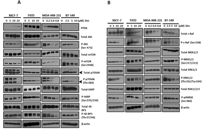 Simvastatin deactivated PI3K/Akt/mTOR and MAPK/ERK pathways in breast cancer cells.