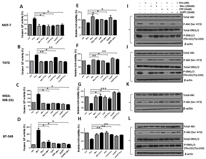 Simvastatin-induced anti-tumoral effects of apoptosis induction, proliferation inhibition and deactivation of PI3K/Akt and MAPK/ERK pathway were blocked by mevalonate, FPP and GGPP.