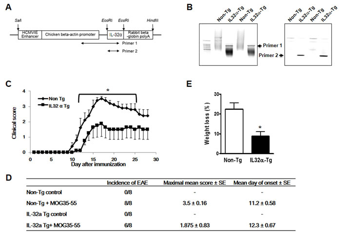 Production of IL-32&#x3b1; mice and MOG-induced EAE.