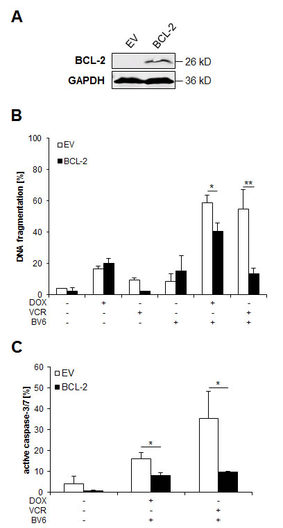 BCL-2 overexpression rescues in particular VCR/BV6-induced apoptosis.