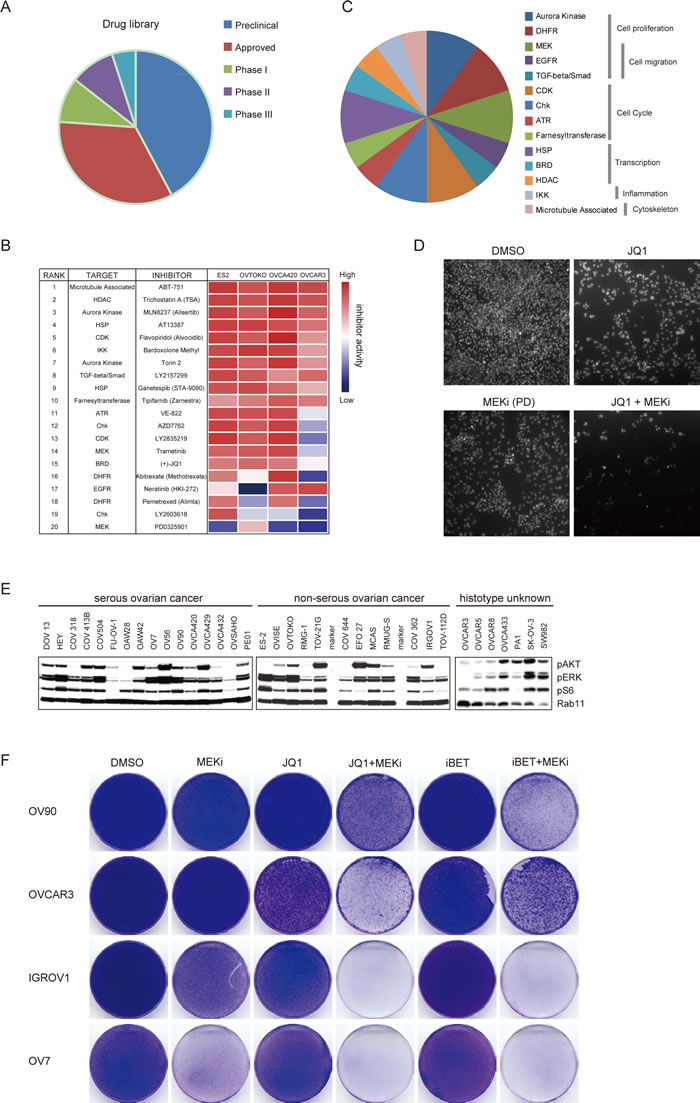 High-throughput drug screen identified BET and MEK inhibitors as effective drug combinations for ovarian cancer.